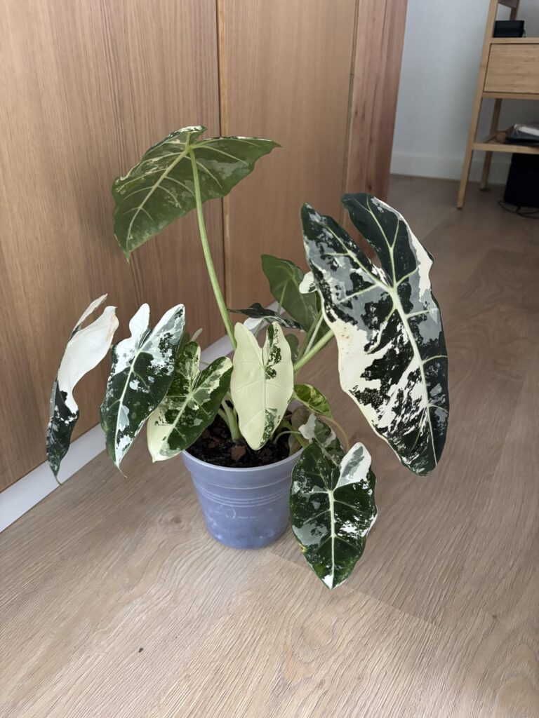 Pls help me not kill this plant Pls help me not kill this plant