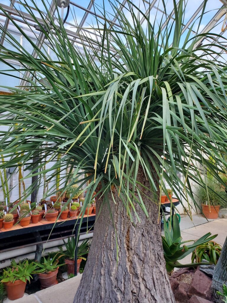 Beaucarnea recurvata university specimen Beaucarnea recurvata university specimen