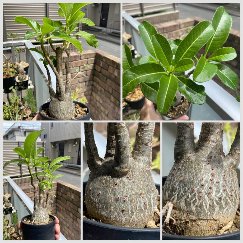 Pachypodium decaryi is fully geared for summer. I love how it has grown a very fat caudex over the years. The 2nd picture is what it looked like when I bought it 4 years ago. (This is not an Adenium!)