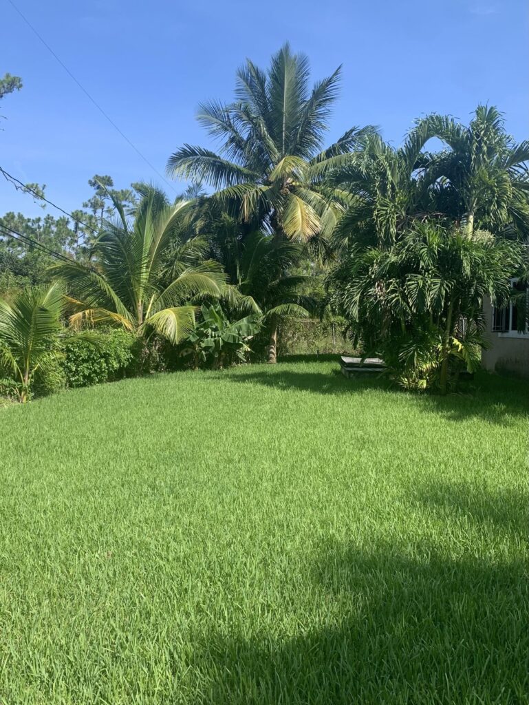 My dad has kept his lawn pretty green for longer than I’ve been alive, big shouts out to him. This is in the Bahamas.