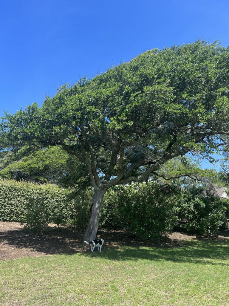 Should I be concerned with the black stuff coming out?