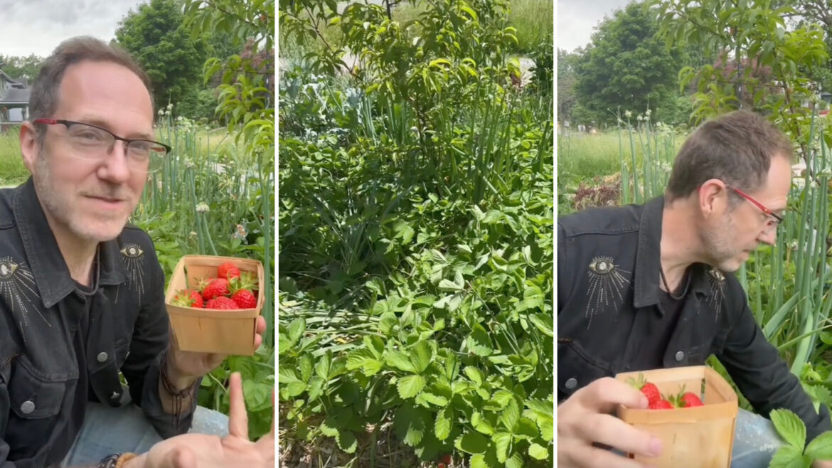 Expert gardener shares simple method for low-effort strawberry harvests: ‘Brilliant’ Others were keen to begin planting their strawberry plants.