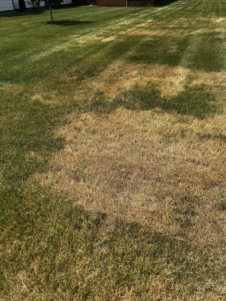 Whats going on with my lawn? Whats going on with my lawn?