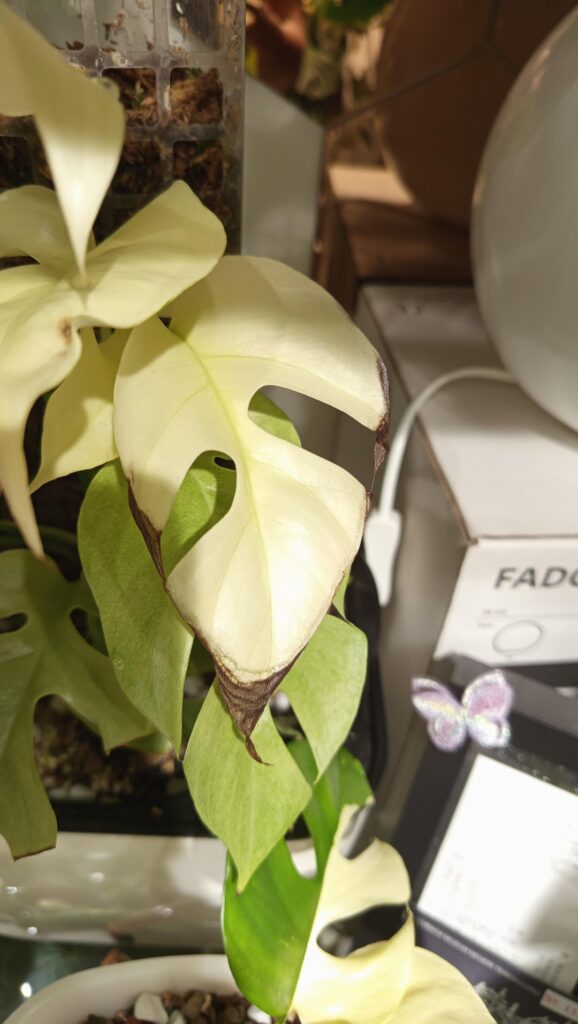Edema and guttation only happening to my fully variegated tetraspermas. The normal mixed variegations are all healthy. Semi hydro setup in PON. How do I prevent or reduce this? Would any type of fertilizer help? I am currently trying to reduce the water levels but it doesn't seem to be working.