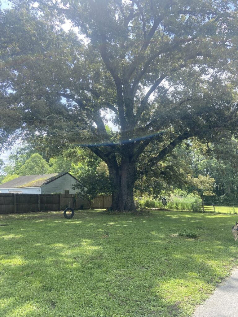 Do I have to cut our oak tree down?