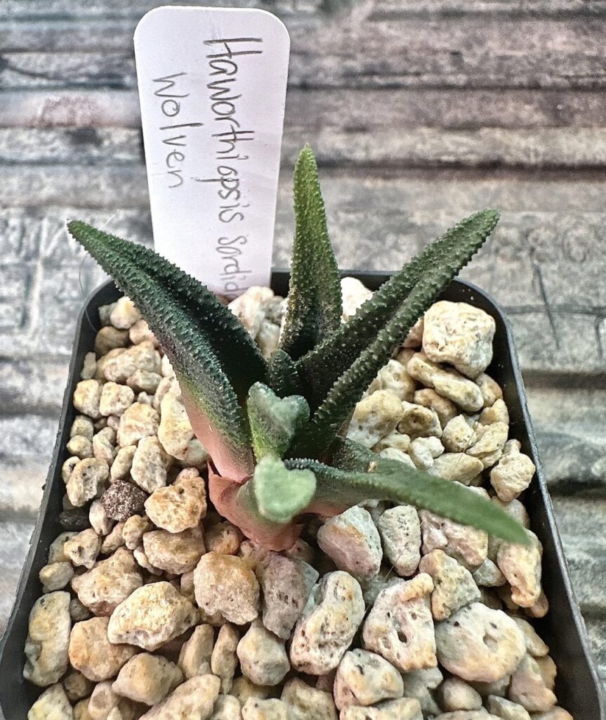 Recent HL order Recent HL order