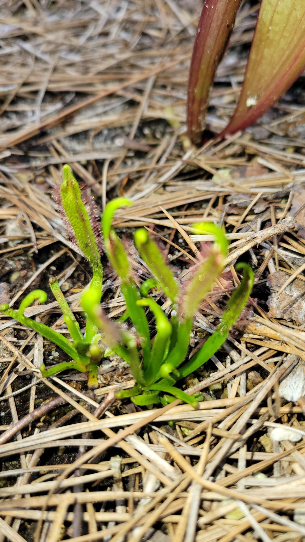 Apparently D. capensis can survive a winter outdoors with temps down to -5F (-20C) Apparently D. capensis can survive a winter outdoors with temps down to -5F (-20C)