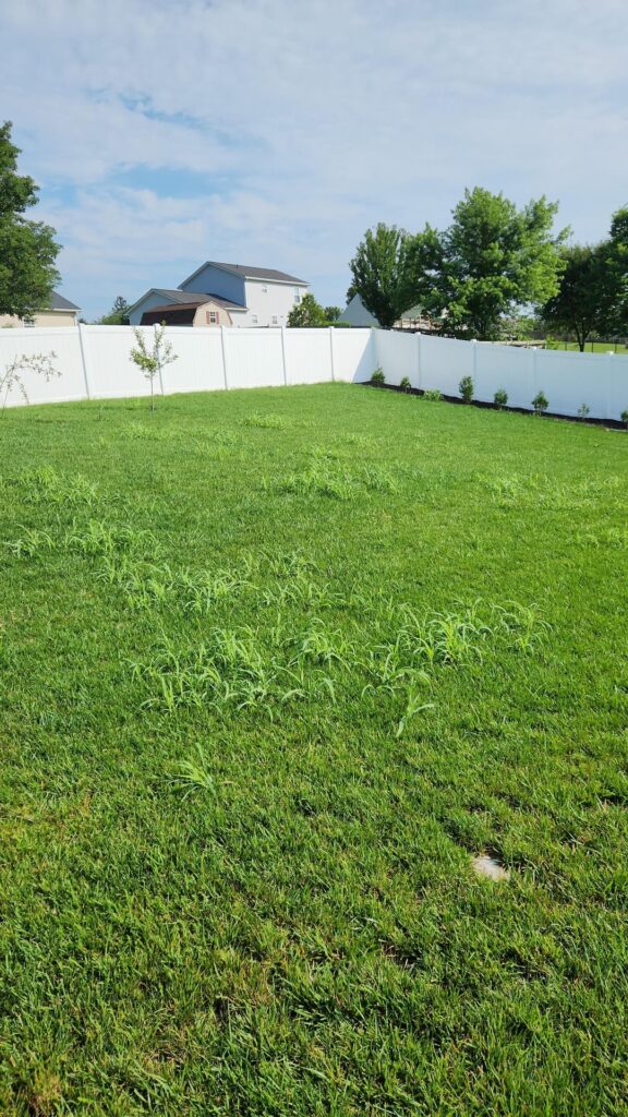 These weeds are killing me. What are they? (Southern PA, US)