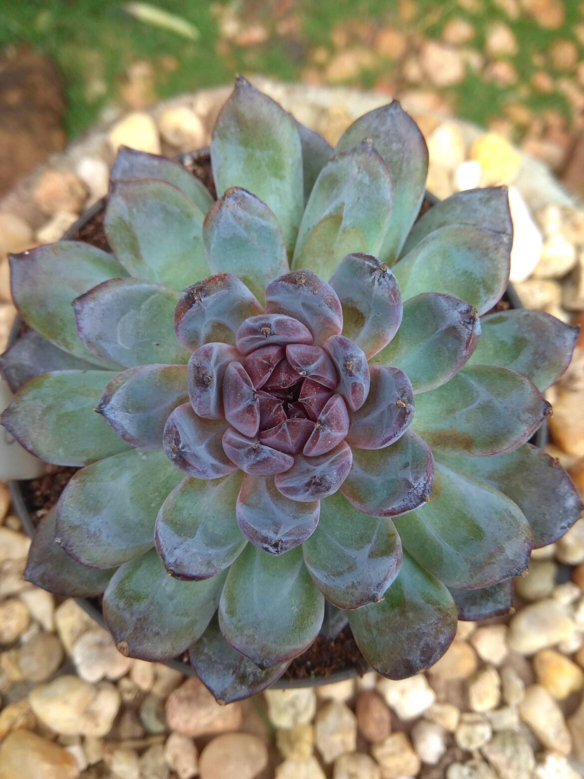 New arrival: Echeveria 'Gemstone'