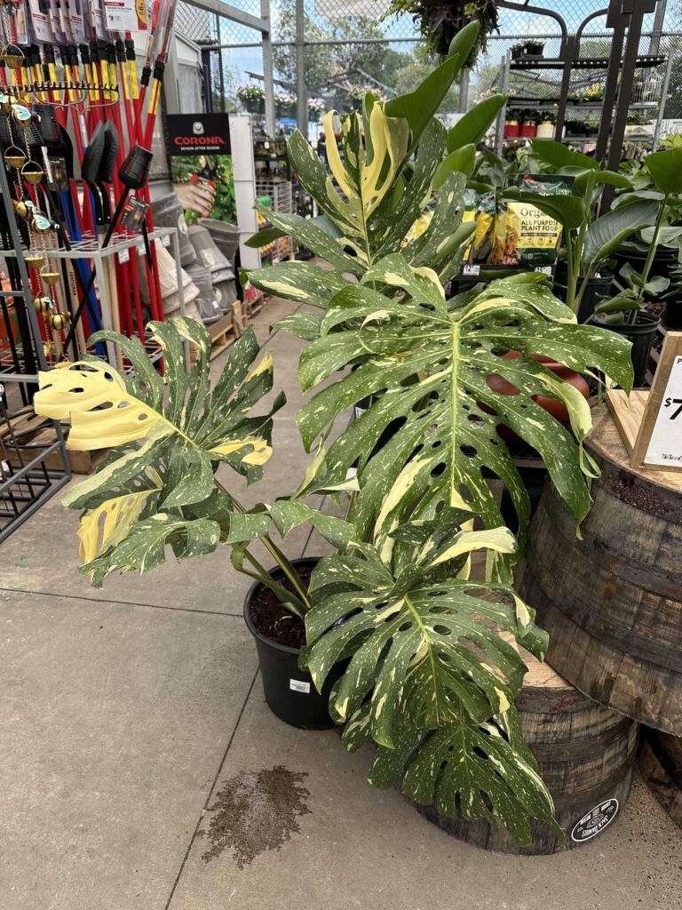 Found at Lowe’s today