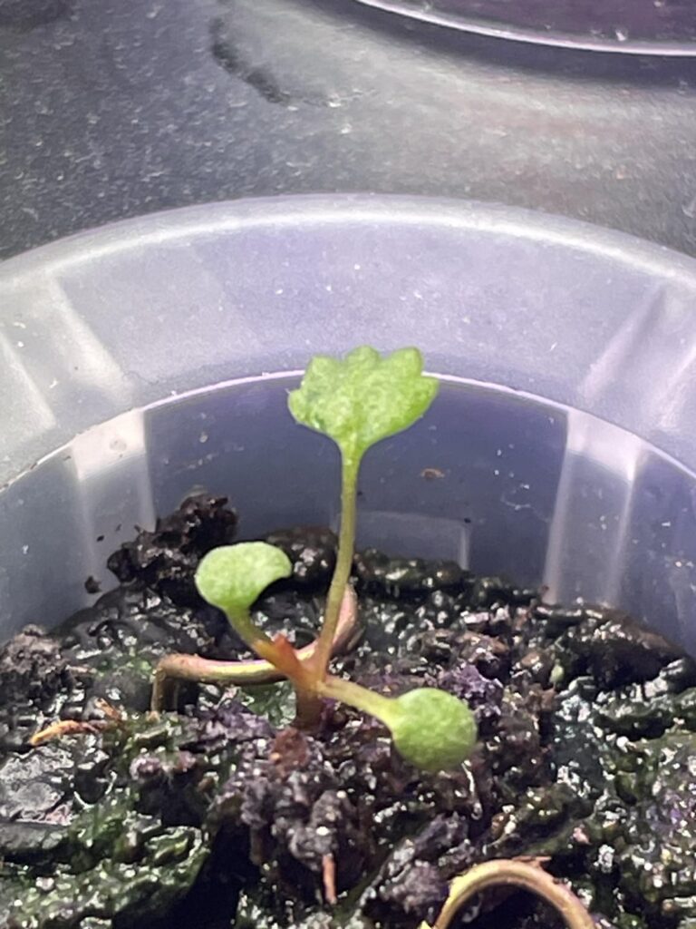 Strange strawberry seedling