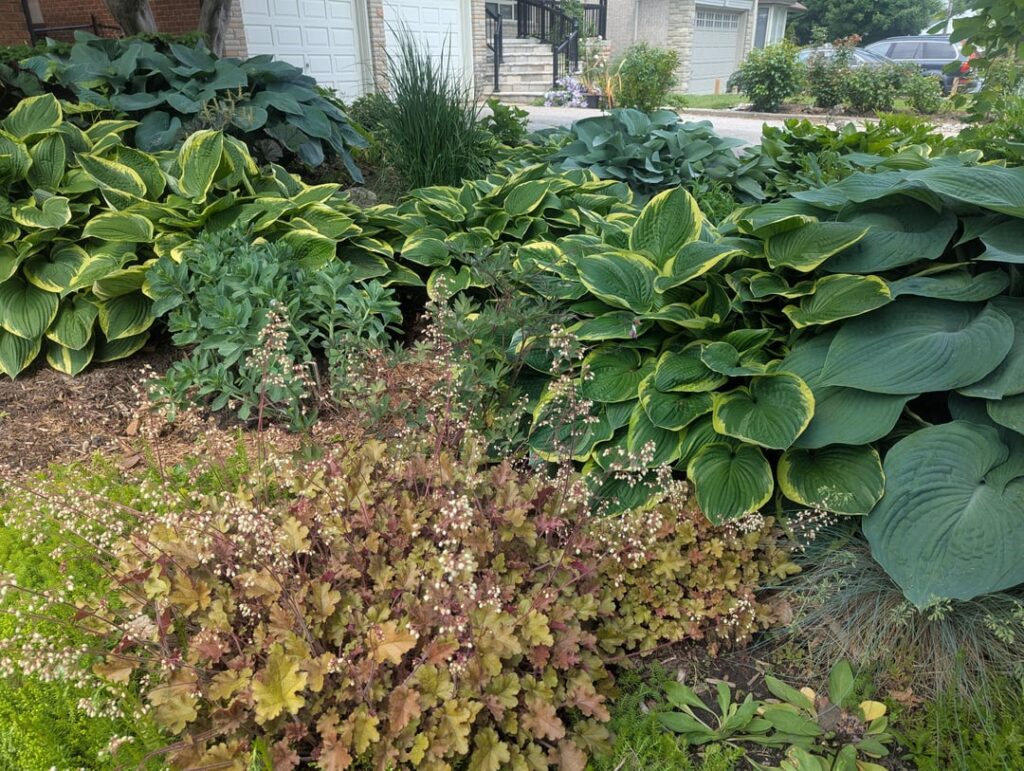 Small front lawn is a small garden full of different perennials , last picture is next door neighbor also gradually take the lawn out