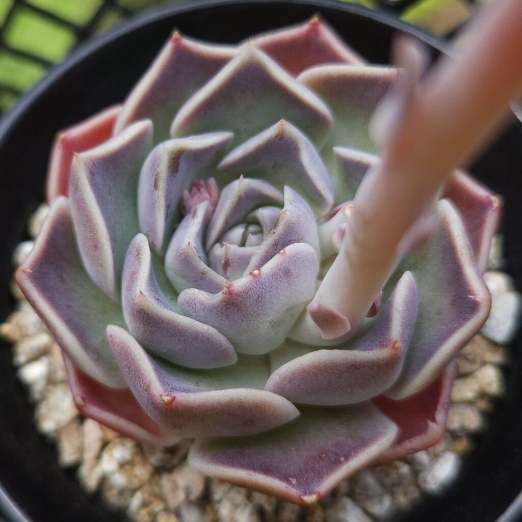 Echeveria hyalina [Echeveria hyalina Walther, 1958]