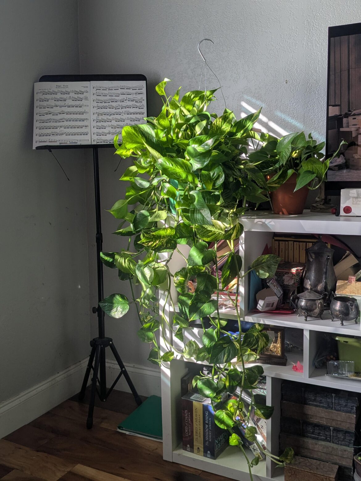 New Pothos😊