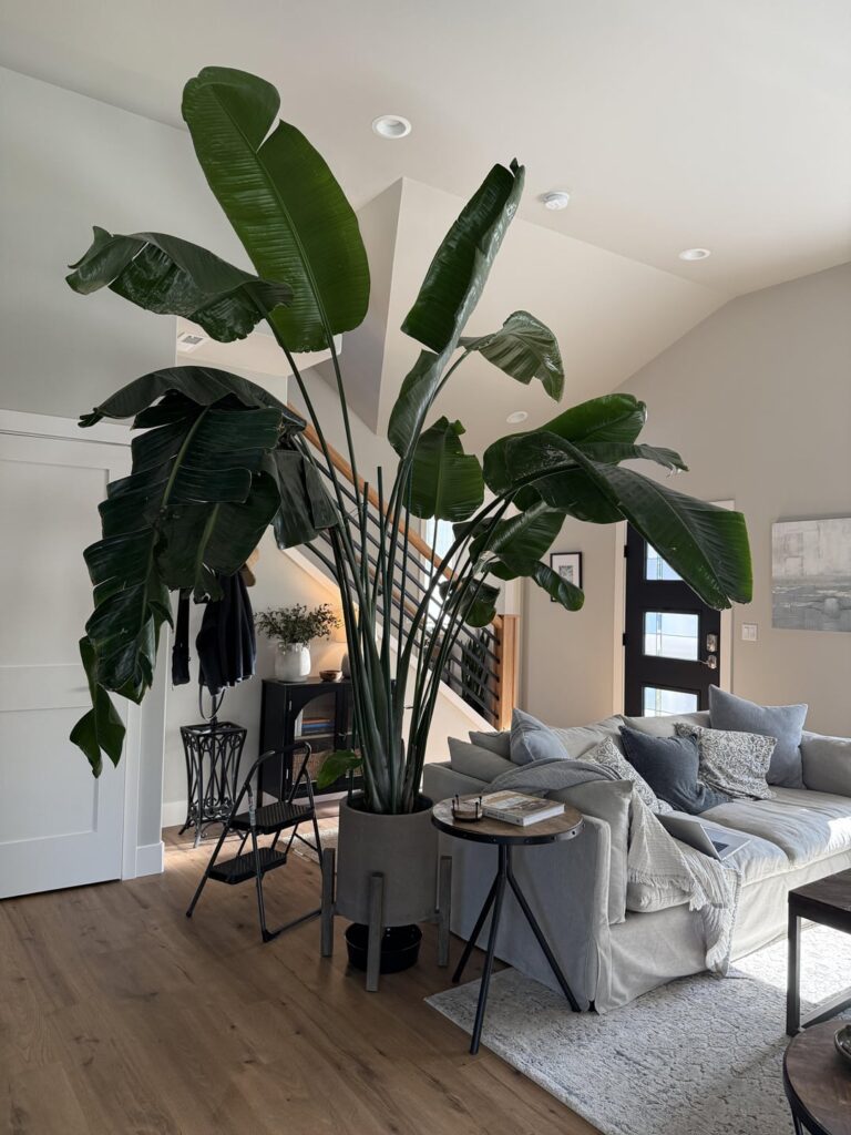 Help! How do I fix her heavy, drooping leaves?