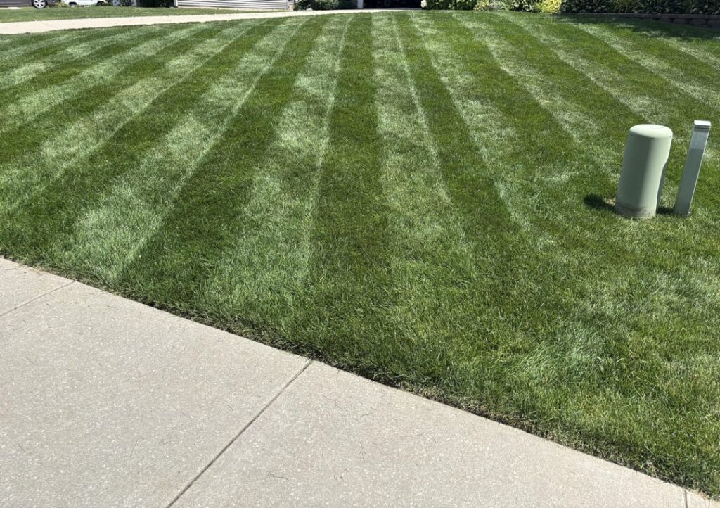 Finally my lawn is hitting its stride