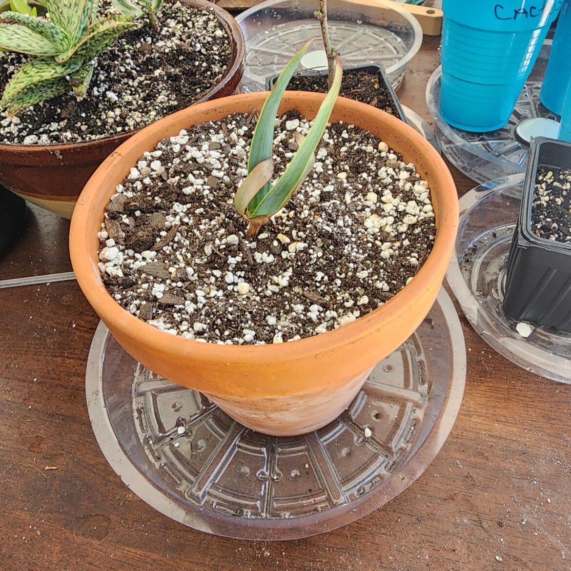 Welwitschia mirabilis Help?