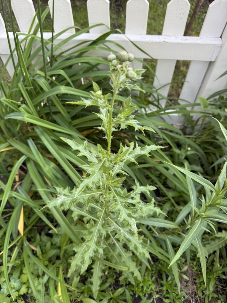 Weed or Wildflower? Weed or Wildflower?