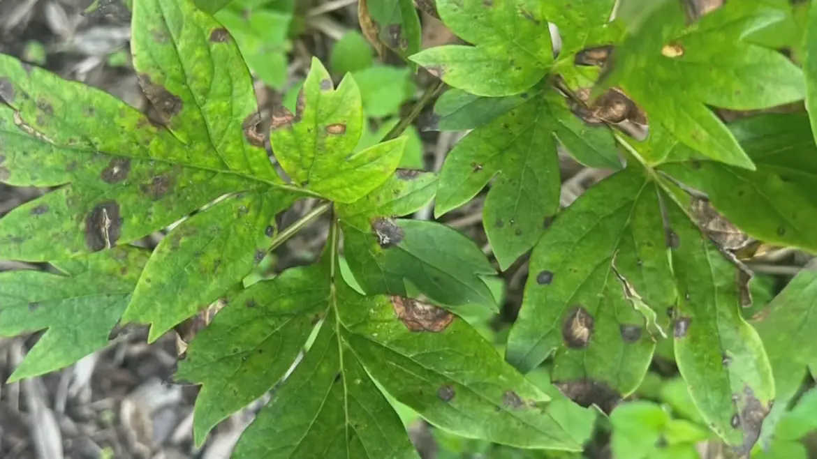 Fungal plant diseases rise in Oklahoma gardens after wet spring Fungal plant diseases rise in Oklahoma gardens after wet spring