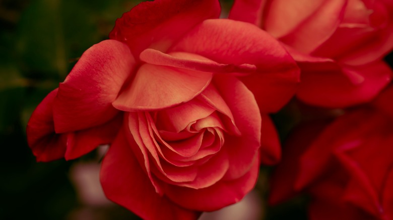 orange roses in full bloom