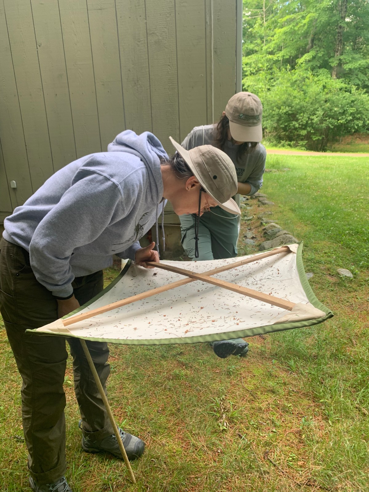 Two people examine a white sheet covered with small insects outdoors, using a wooden-framed insect collecting tool near a building and grassy area.