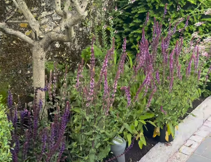 Purple flowers planted in a garden bed.