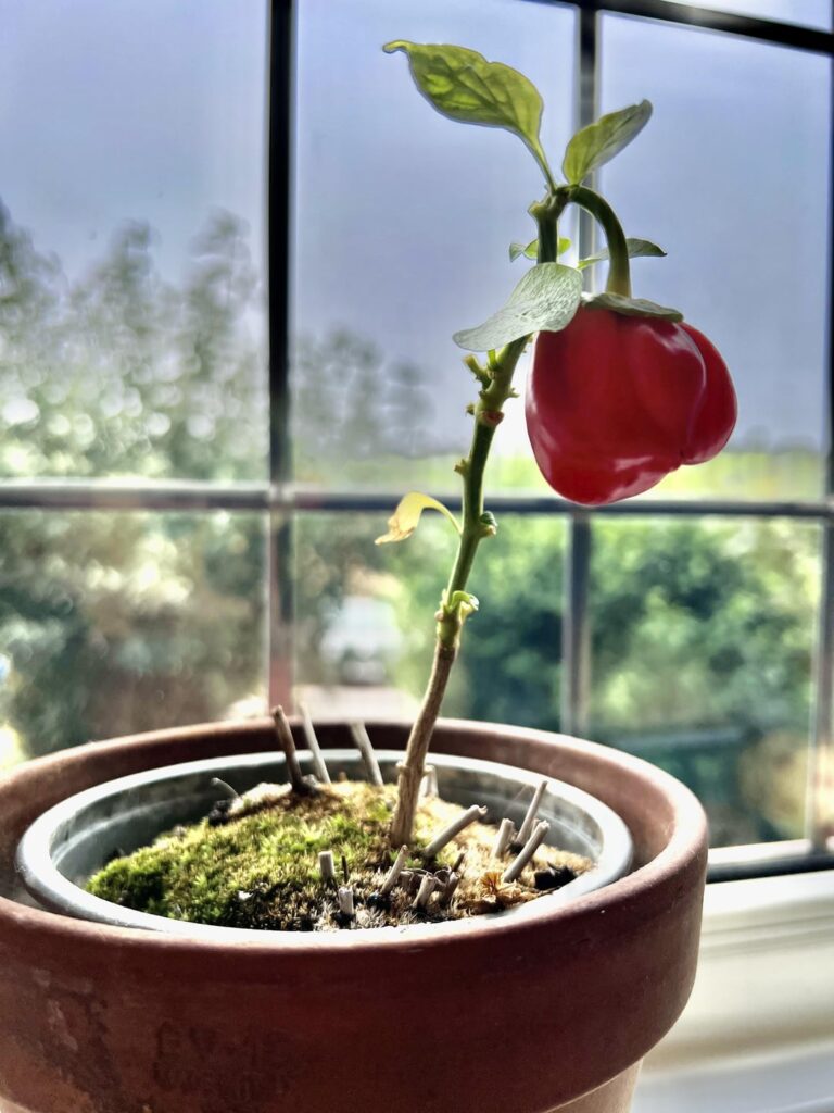 Is that a Pepper Growing on my Basil?