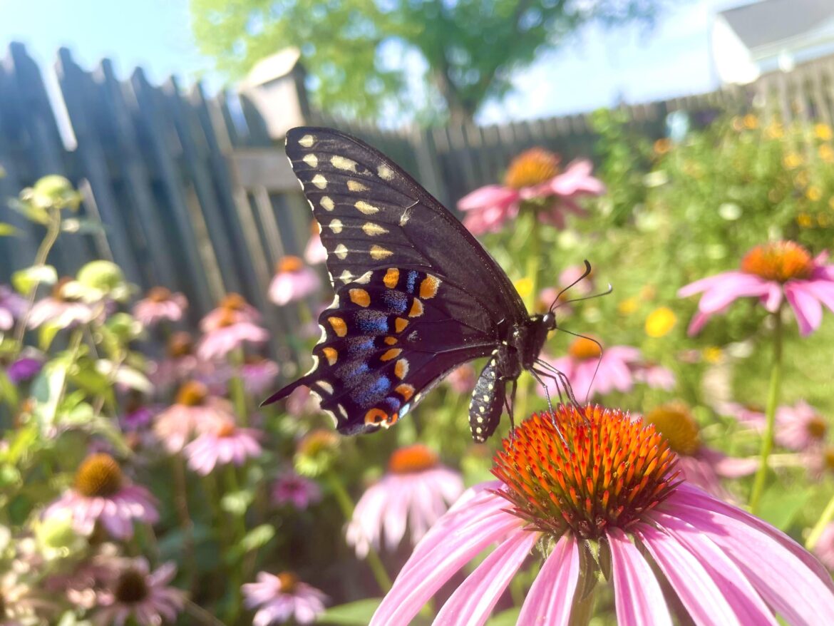 Black Swallowtail in my NoLawn (taken August 4, 2024)