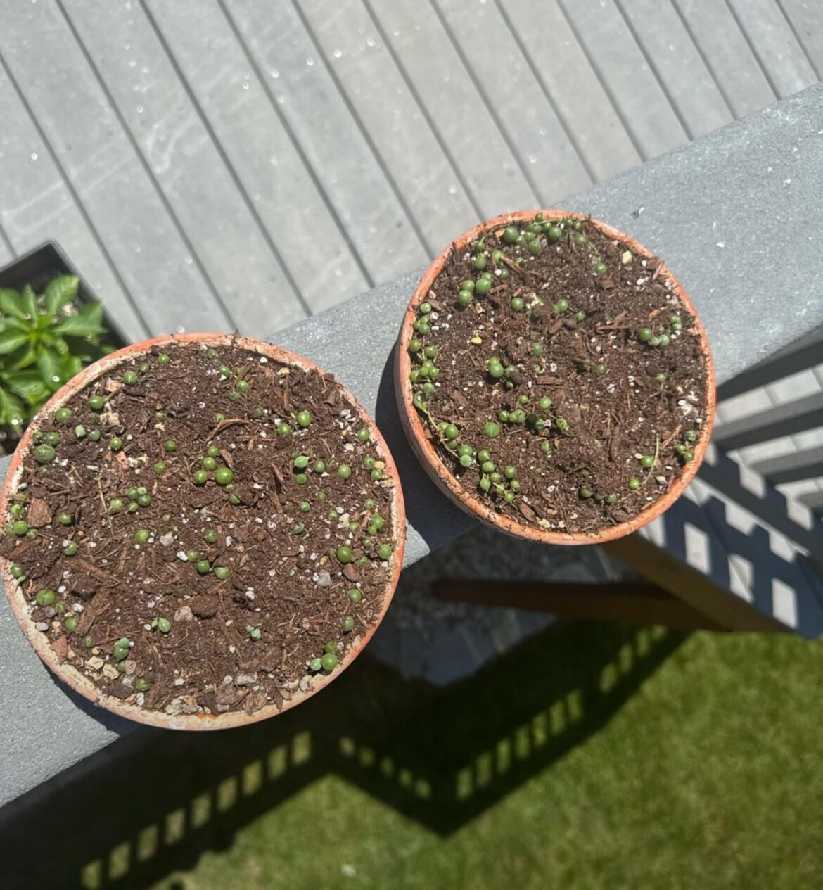 Am I using a good String of Pearls soil mix?