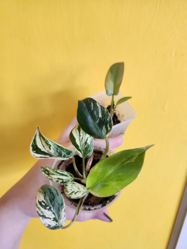Emerald King and Var Atabapoense marked off my wish list!