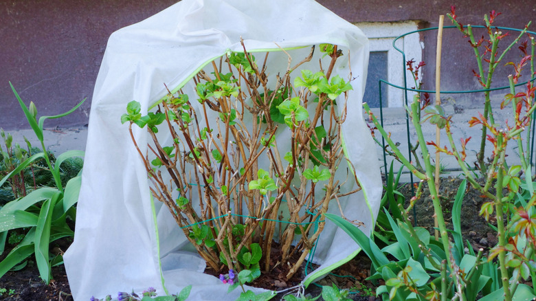 Hydrangea with an over-winter covering