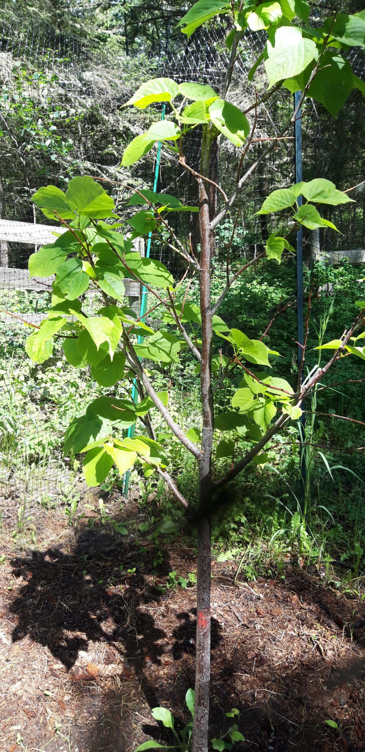 Is this Linden Tree healthy?