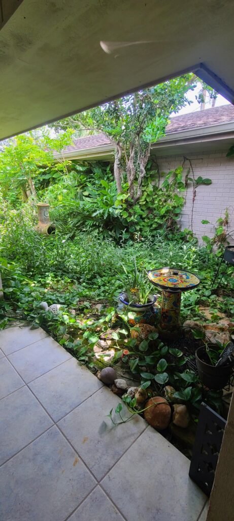 A whole lotta pothos