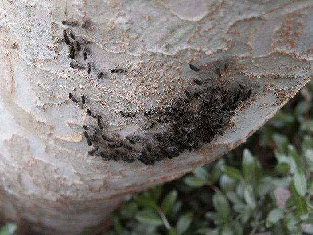 They might look threatening but the insects herding on the trunks of your crape myrtles are psocids, also known as tree cattle and bark lice, that cause no harm. (Courtesy of Tom MacCubbin)