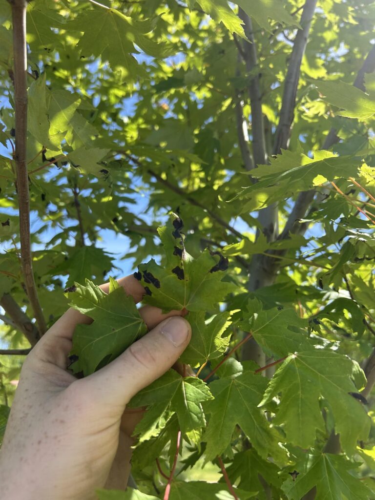 Leaf necrosis on maple