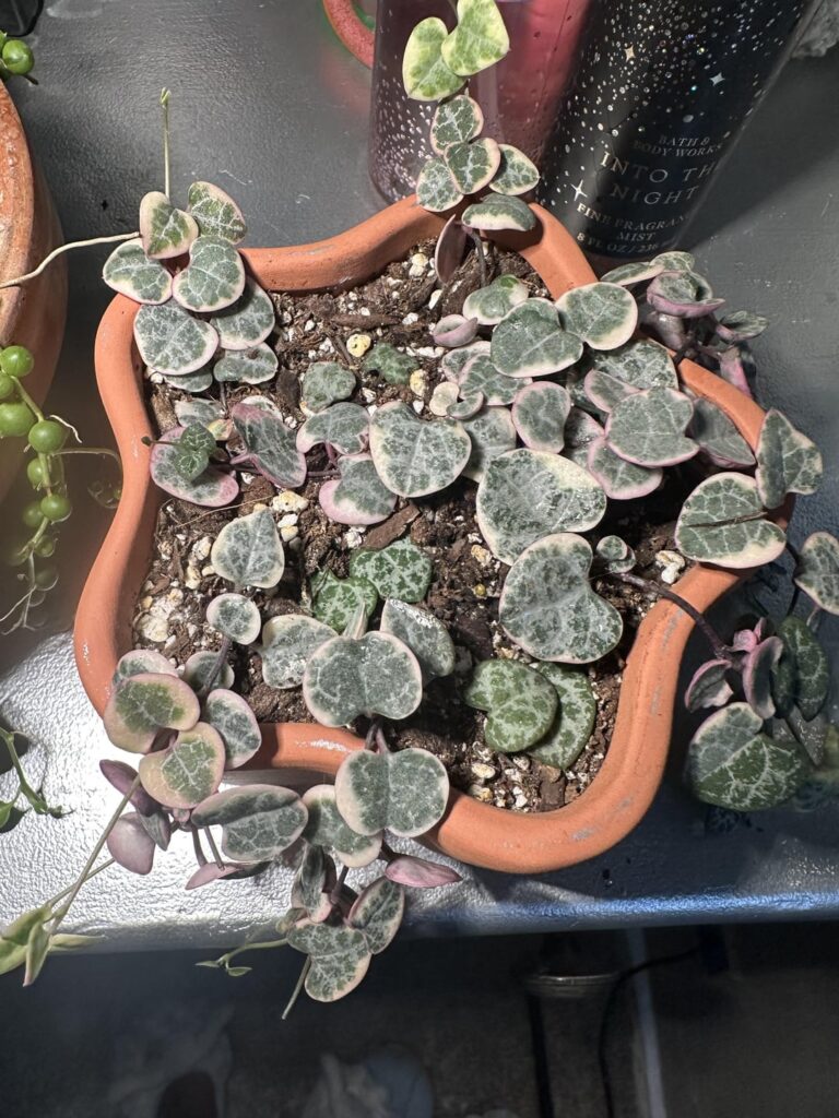VSOH turning white/yellow?