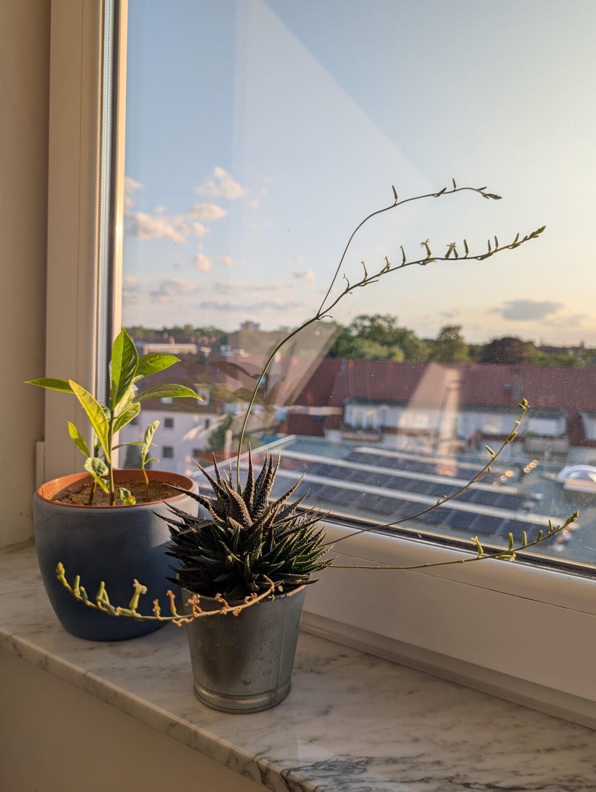 Haworthiopsis in full bloom