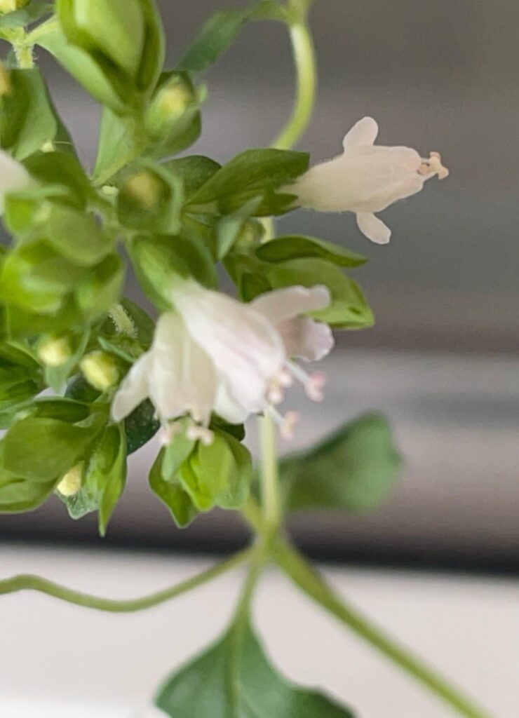 Is this greek oregano?