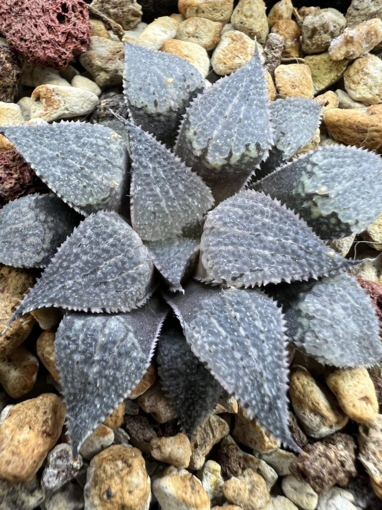 Four seedlings of haworthia breueri , Zandkraal