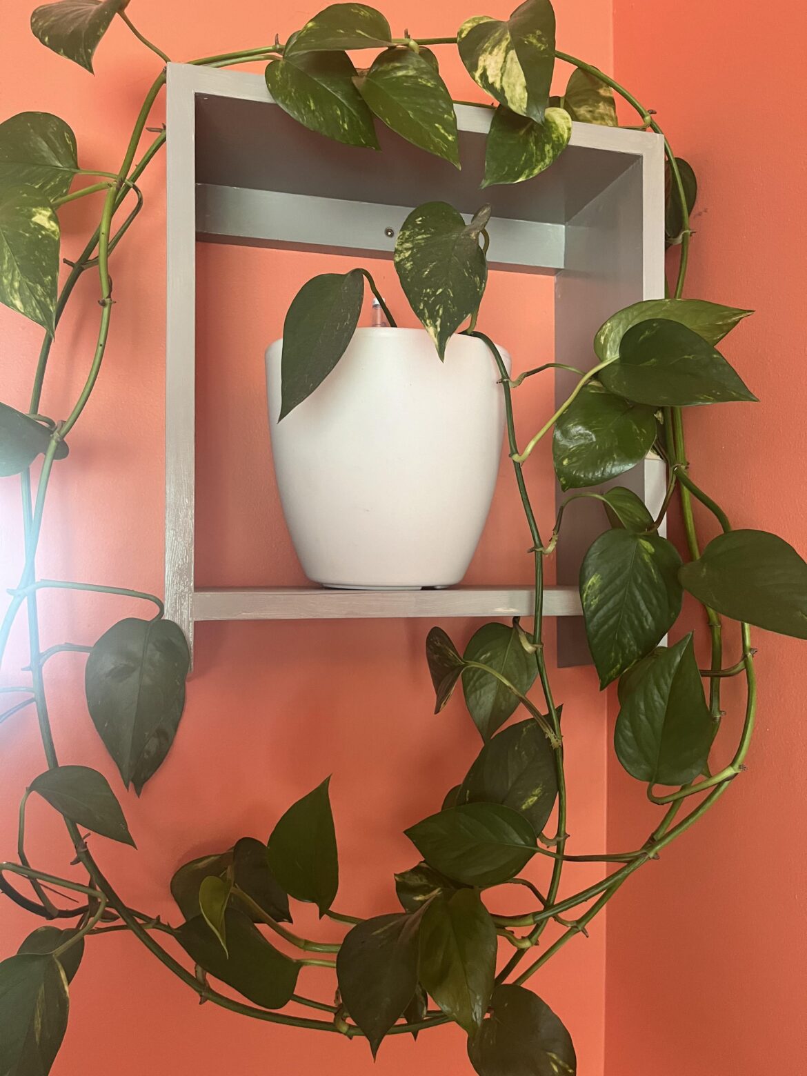 My pothos be LONG