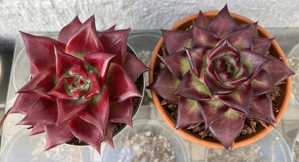 Different shades of red.