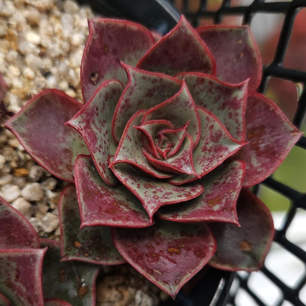 Echeveria longissima var. longissima [Echeveria longissima var. longissima Walther, 1938]