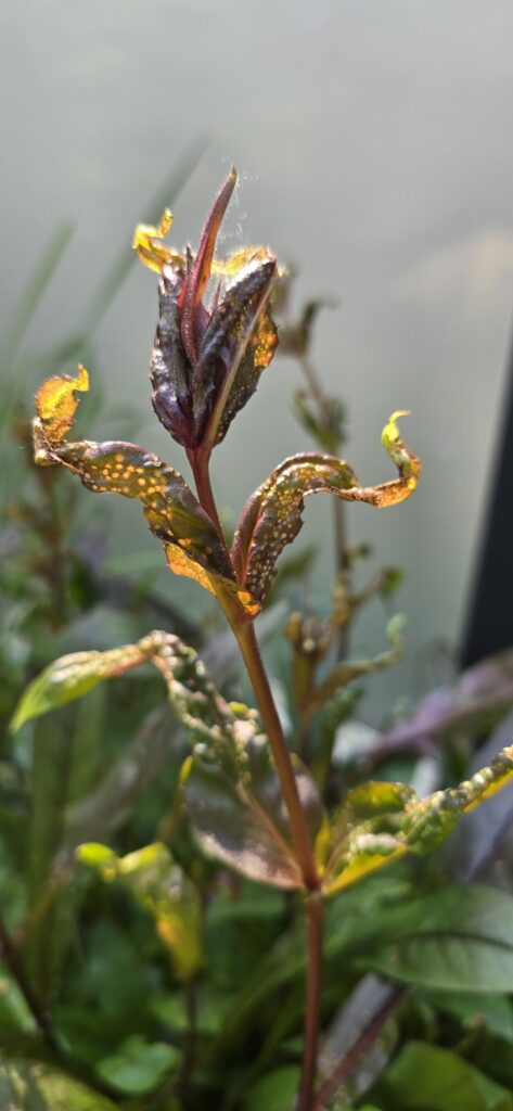 Any guess what is causing this? Any guess what is causing this?