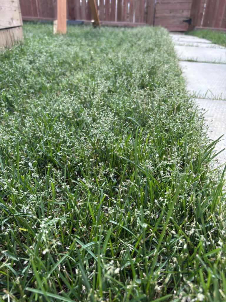 Is this a weed or grass? Is this a weed or grass?