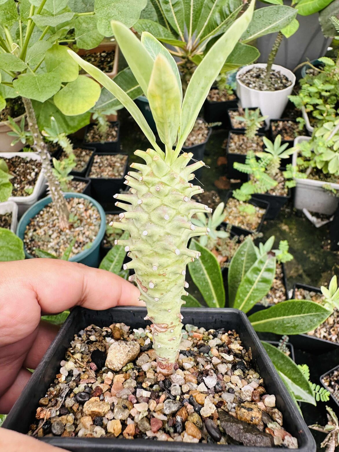 Euphorbia longituberculosa