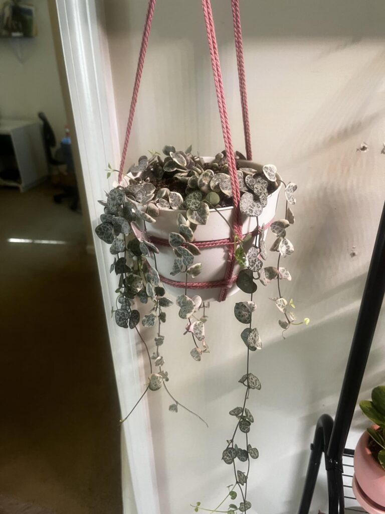 String of Hearts Growth!!