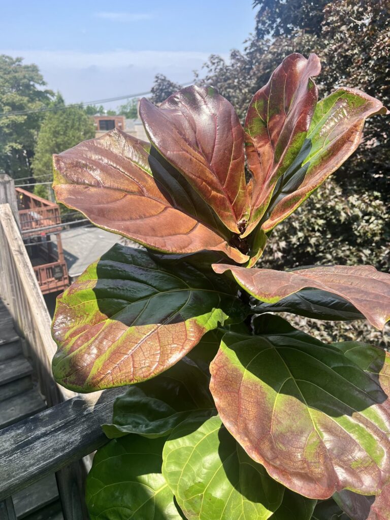 Put my fig and birds of paradise on the porch for the summer and they’re turning red. Thoughts? Put my fig and birds of paradise on the porch for the summer and they’re turning red. Thoughts?