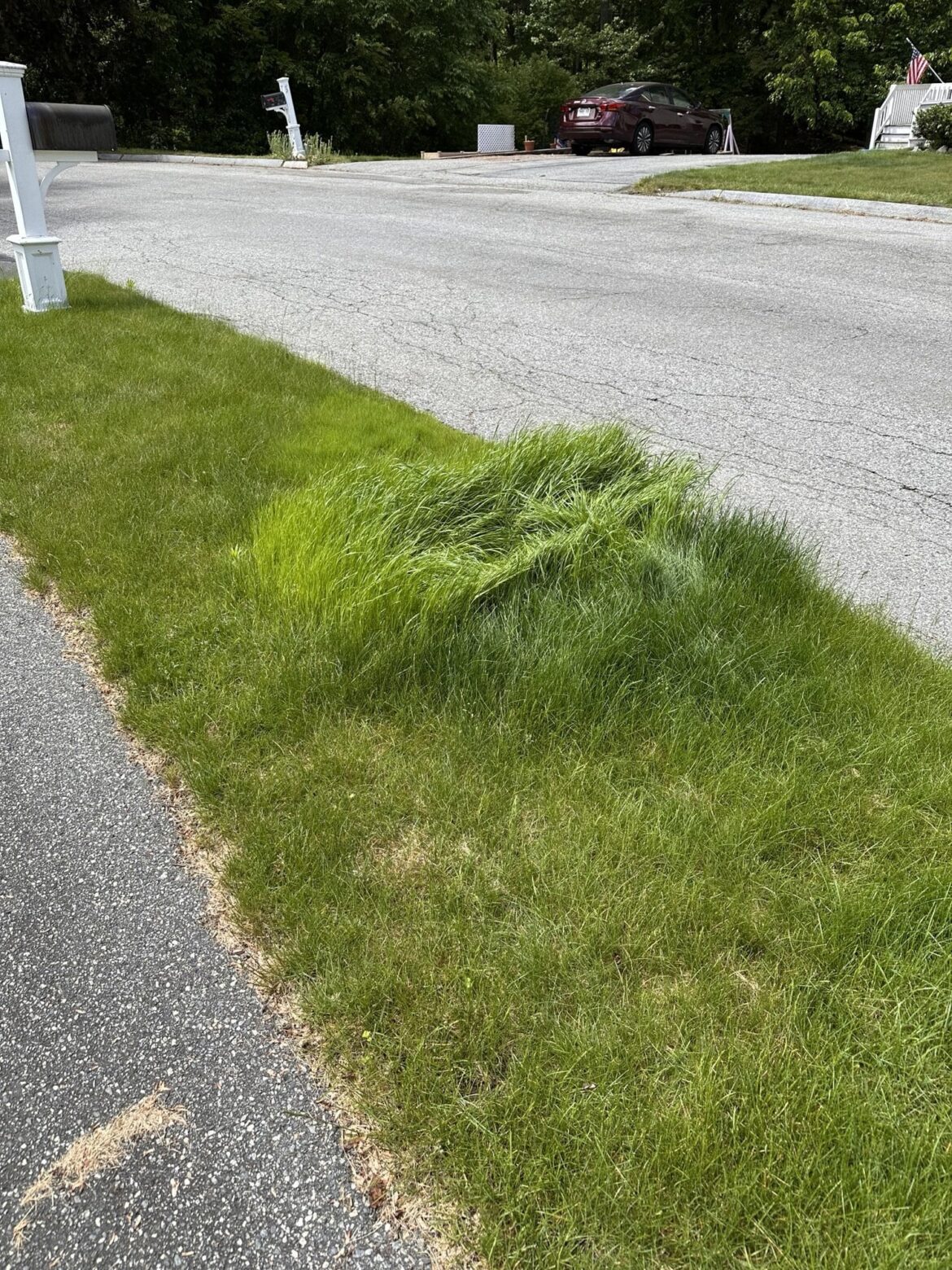 Why is one patch of grass like this? It grows much faster and it’s brighter green.