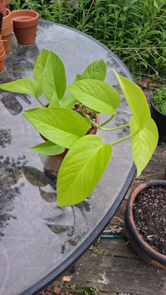 Year and ~3 months of growth on my neon pothos