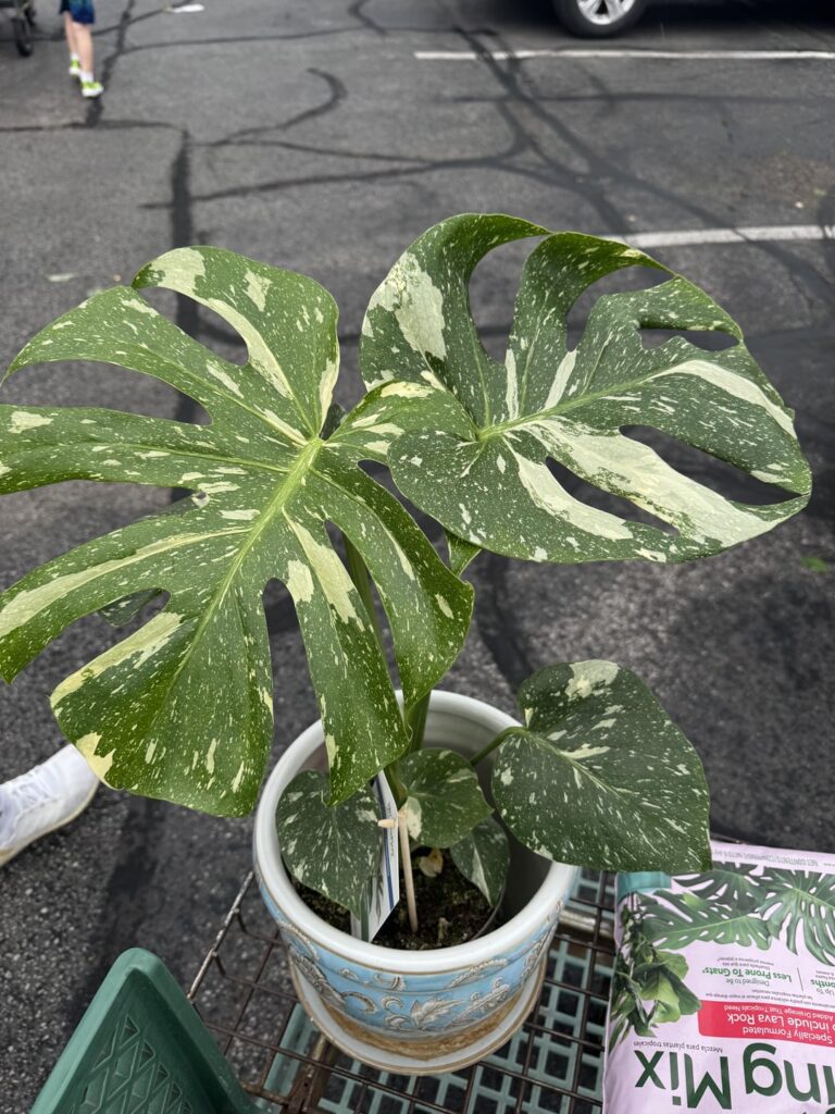 First time monster owner! I splurged First time monster owner! I splurged